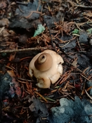 Geastrum triplex