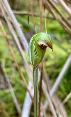 Pterostylis concinna