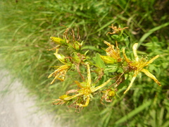 Hypericum × desetangsii