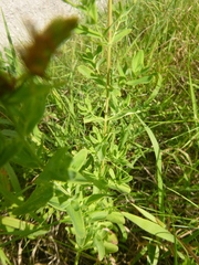 Hypericum × desetangsii