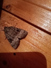 Amphipyra pyramidea