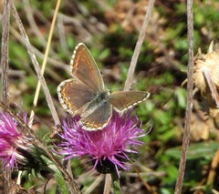 Polyommatus coridon