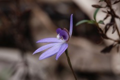 Cyanicula caerulea