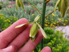Albuca flaccida