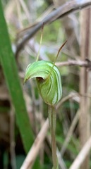 Pterostylis concinna