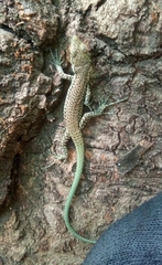 Darevskia portschinskii