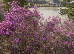 Rhododendron ledebourii