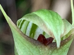 Pterostylis concinna