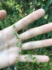Galium palustre