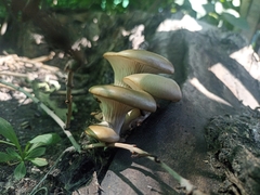 Pleurotus populinus