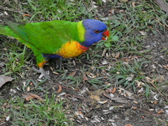 Trichoglossus moluccanus