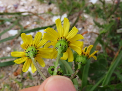 Senecio littoreus hispidulus