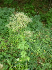 Valeriana officinalis