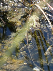 Pelophylax lessonae