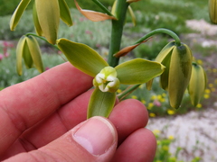 Albuca flaccida