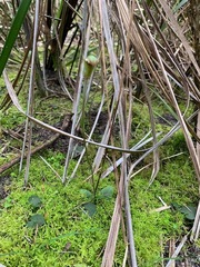 Pterostylis concinna