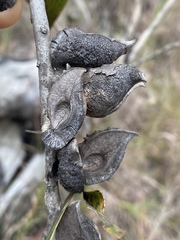 Hakea benthamii