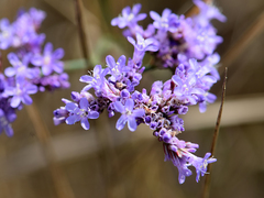 Limonium gmelinii