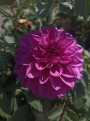 Dahlia