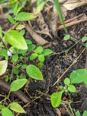 Pseudophilautus wynaadensis