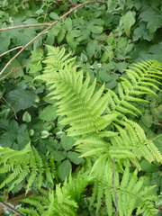 Dryopteris filix-mas