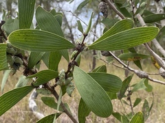 Hakea benthamii