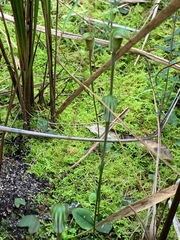 Pterostylis concinna