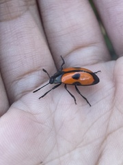 Coleoptera