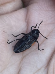 Coleoptera