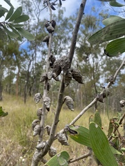 Hakea benthamii