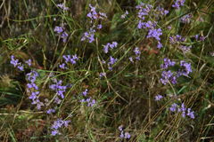 Limonium gmelinii