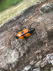 Coleoptera