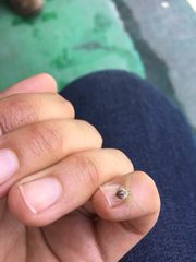 Araneae
