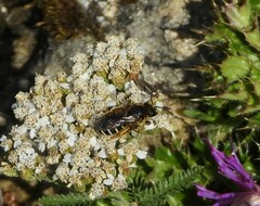 Halictus rubicundus