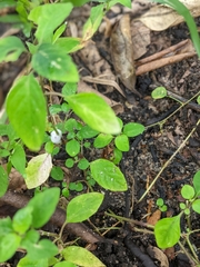 Pseudophilautus wynaadensis