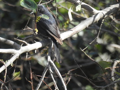 Melaenornis pammelaina