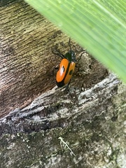 Coleoptera