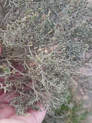 Dicerothamnus rhinocerotis