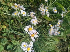 Tripolium pannonicum