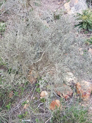 Dicerothamnus rhinocerotis