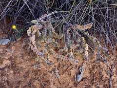 Maireana trichoptera