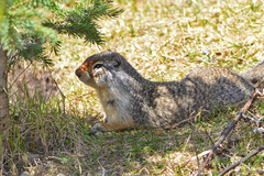Urocitellus columbianus