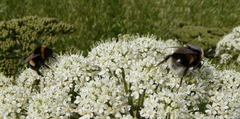 Bombus lucorum