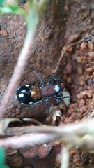 Coenoptychus pulcher