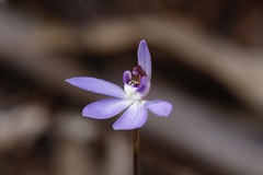 Cyanicula caerulea