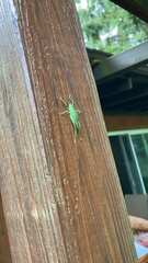 Pterophylla camellifolia