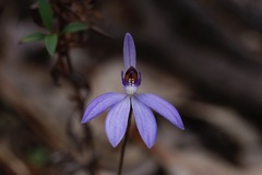 Cyanicula caerulea