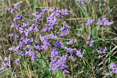 Limonium gmelinii