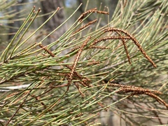 Allocasuarina inophloia