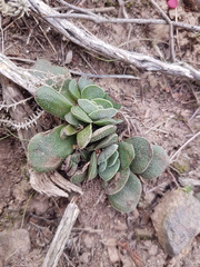 Crassula nudicaulis